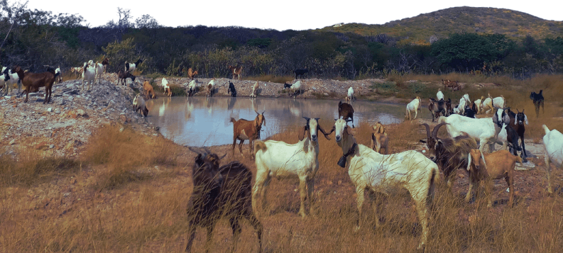 Rebanho de caprinos e ovinos no Sertão Pernambucano