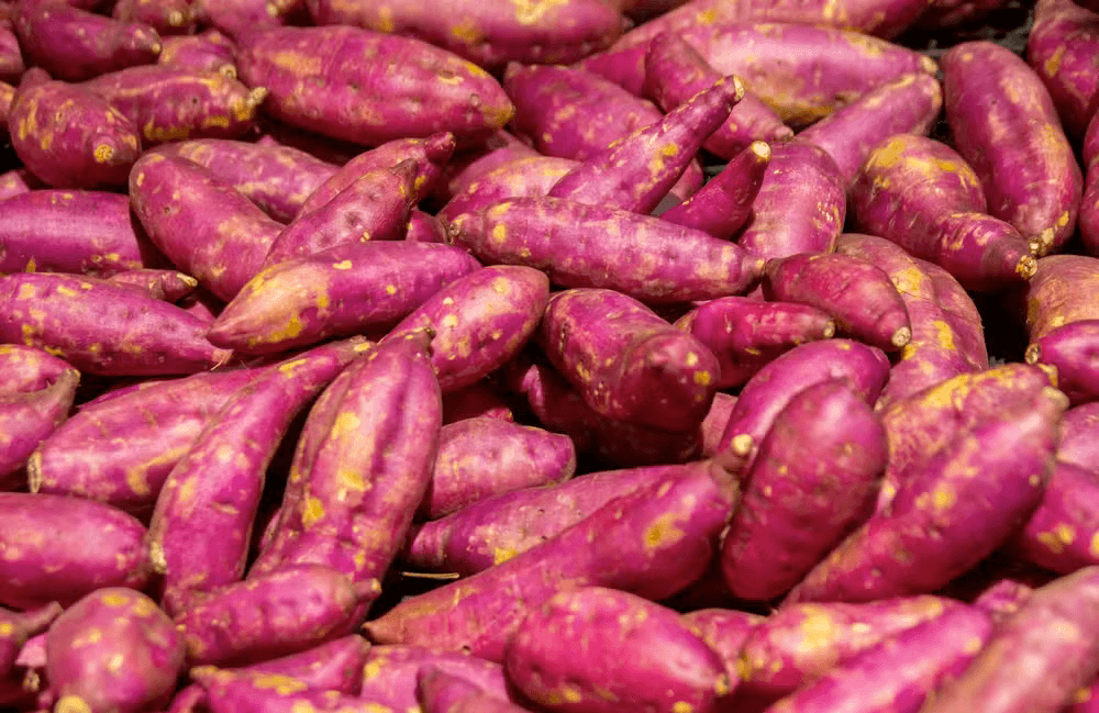 Batata doce: o que é e como cultivar